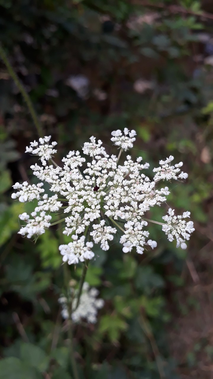 Flower with spiderweb