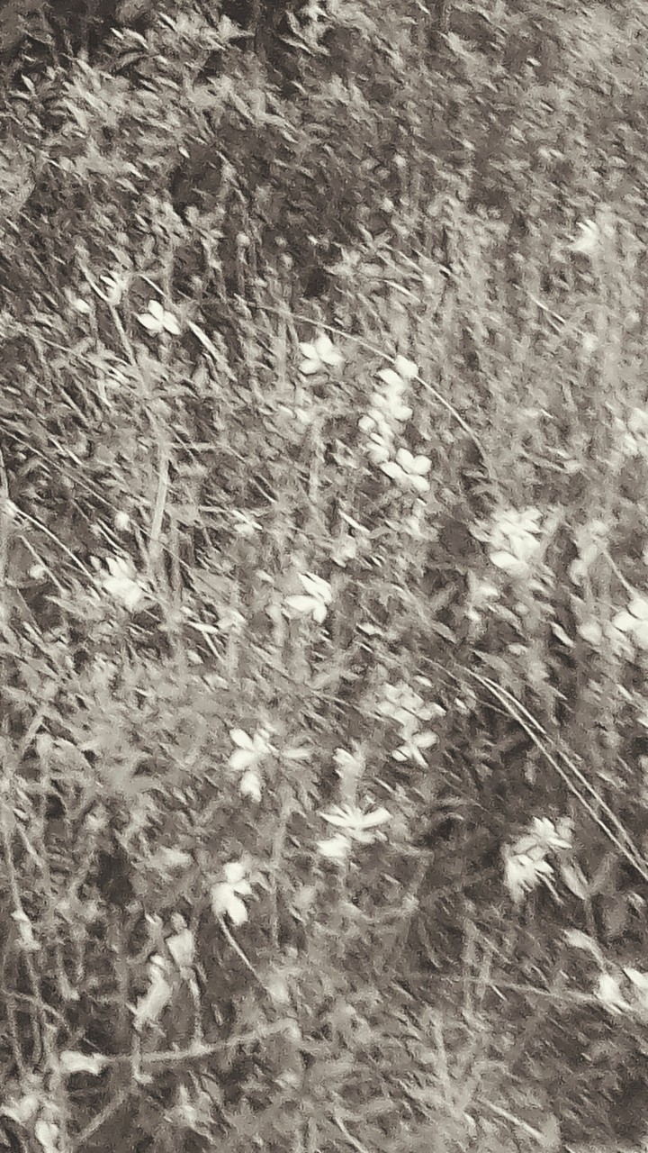 fleurs