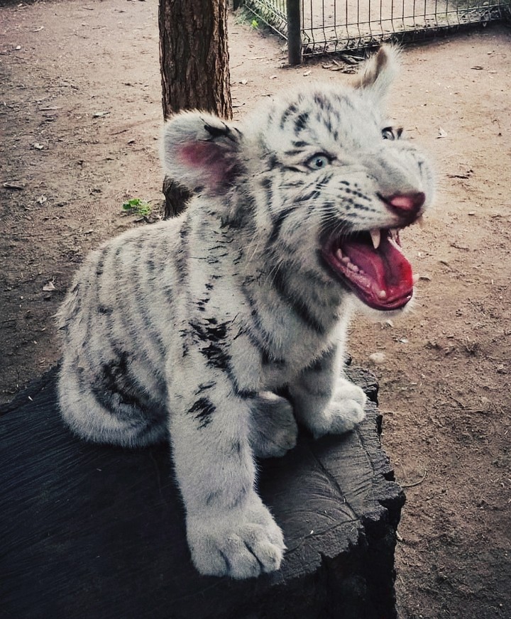 Little tiger