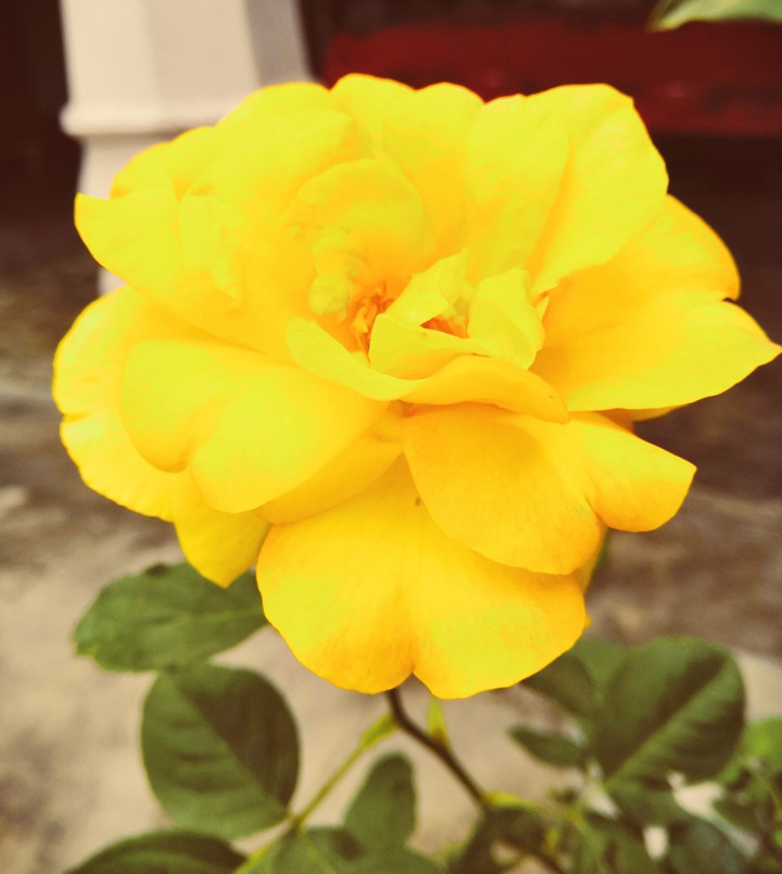 beautiful flowers