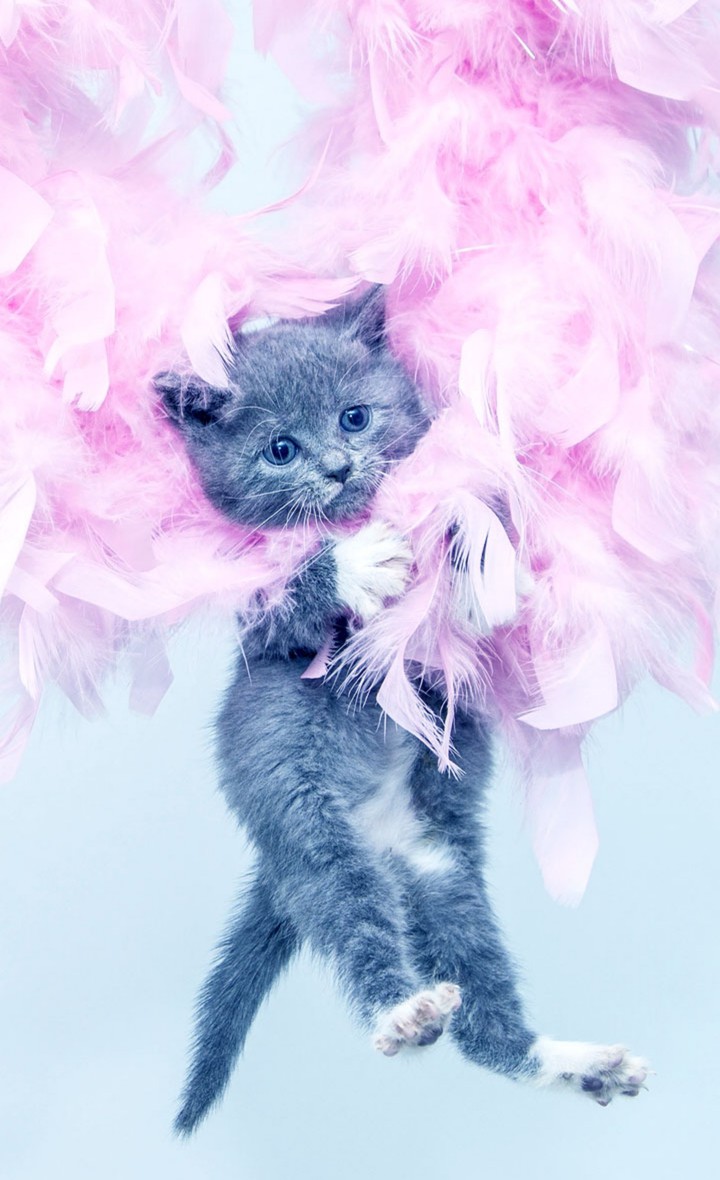 chat