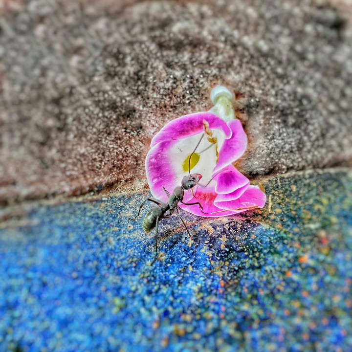 ants