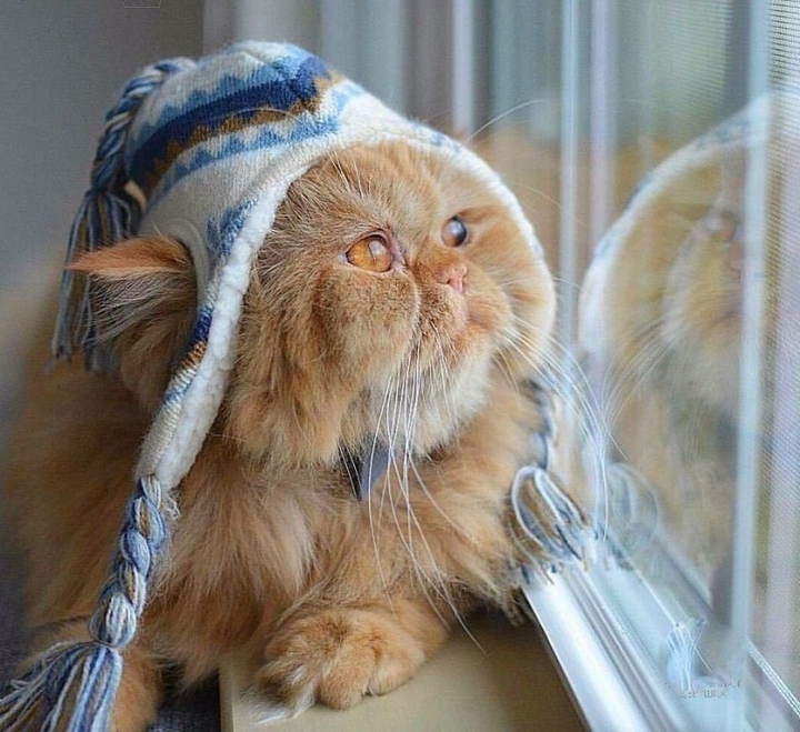 кот
