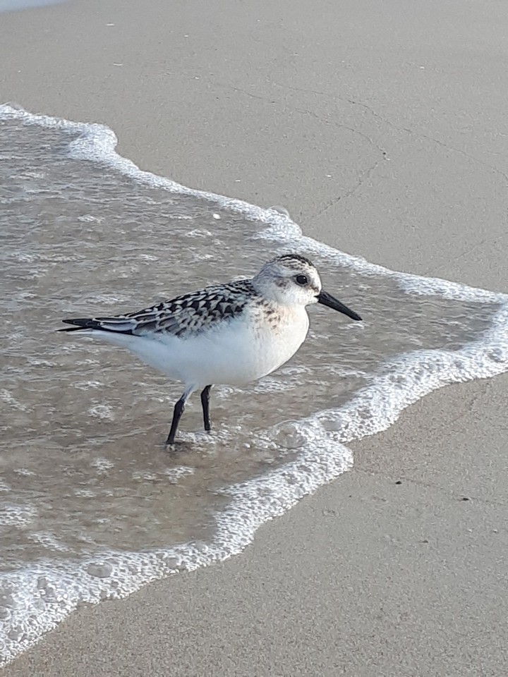 Strandläufer