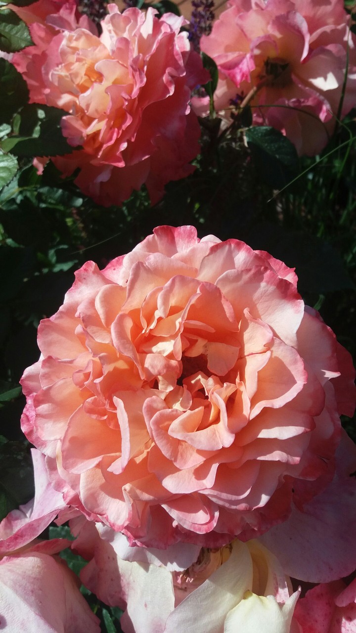 PINK ROSE