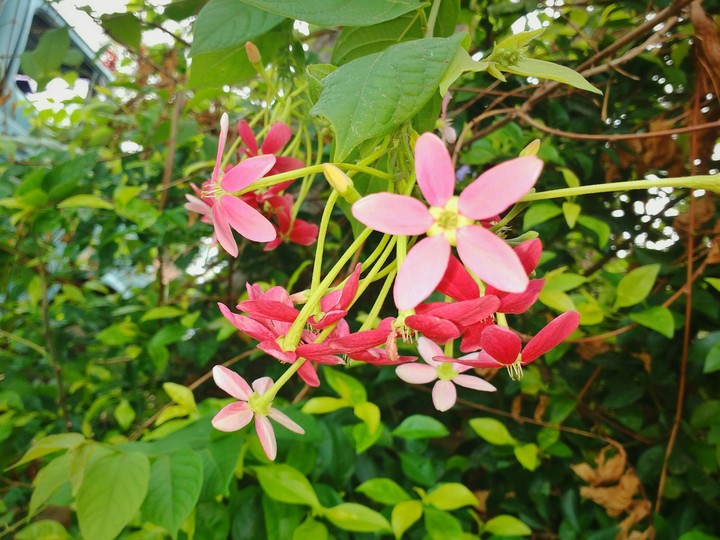 flowers
