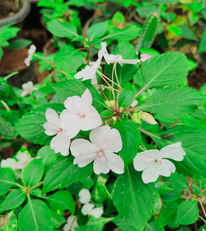 Impatiens balsamina
