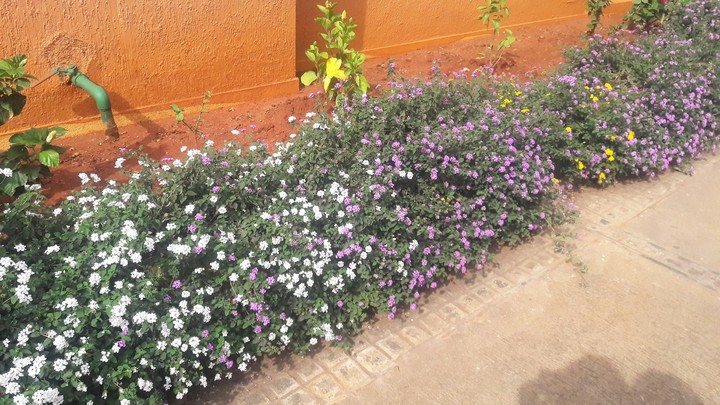 beautiful flower