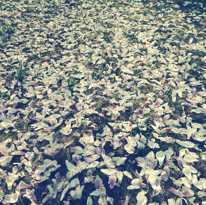 petals of magnolia