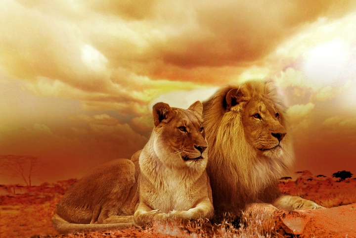 lions