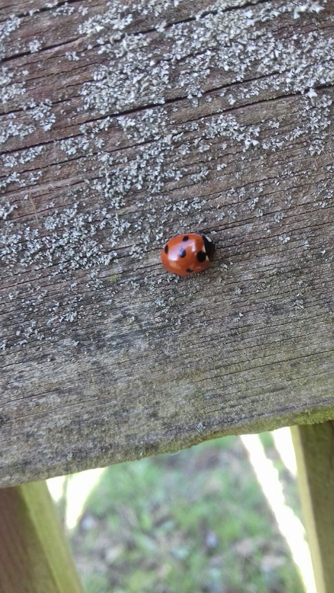 ladybug