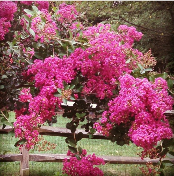Spring Bloom