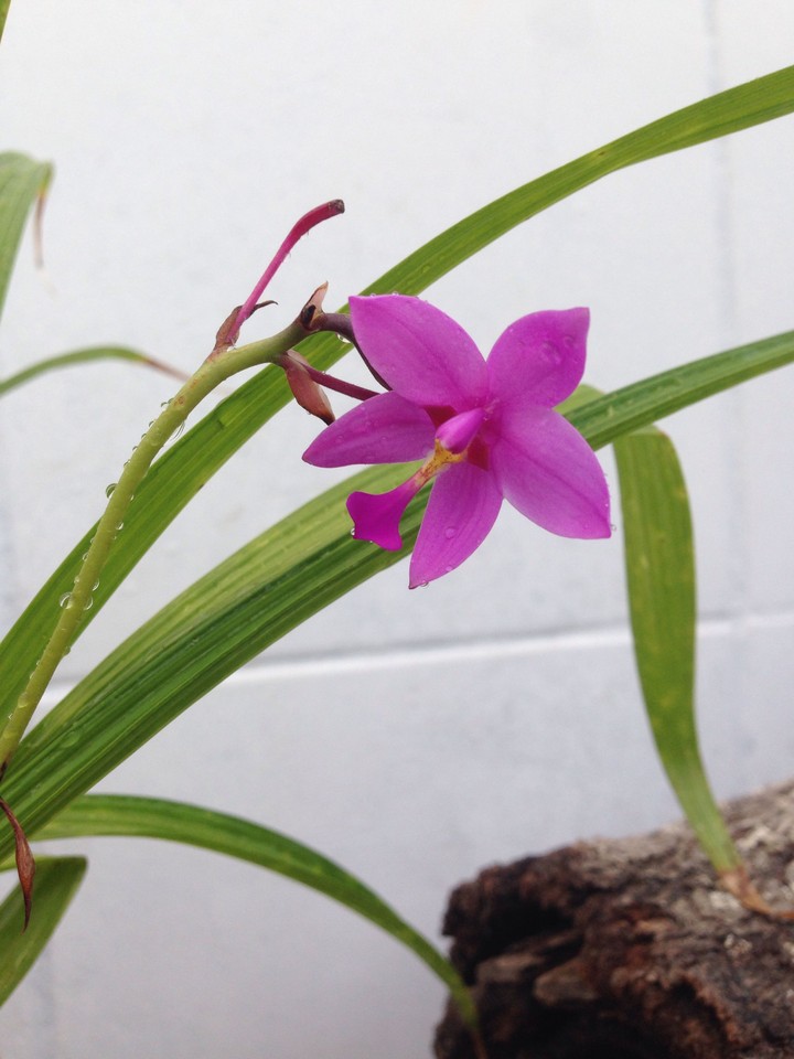 Orquidea Grapete