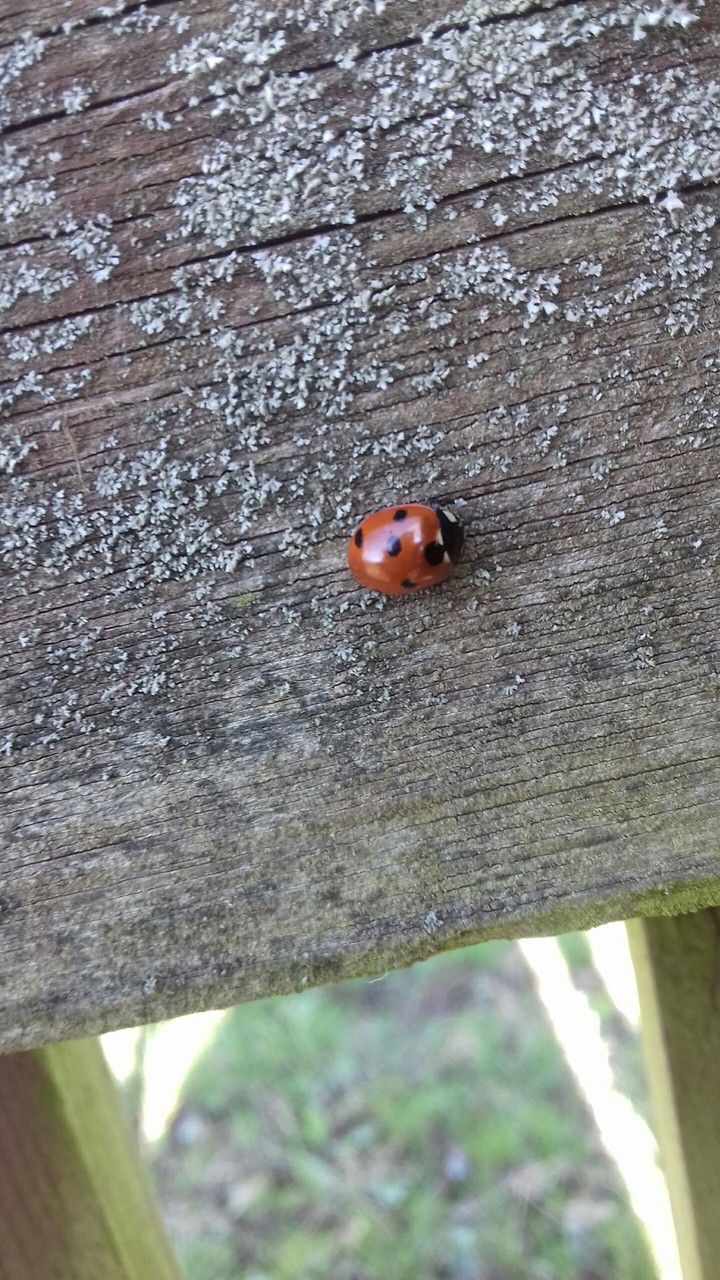 ladybug