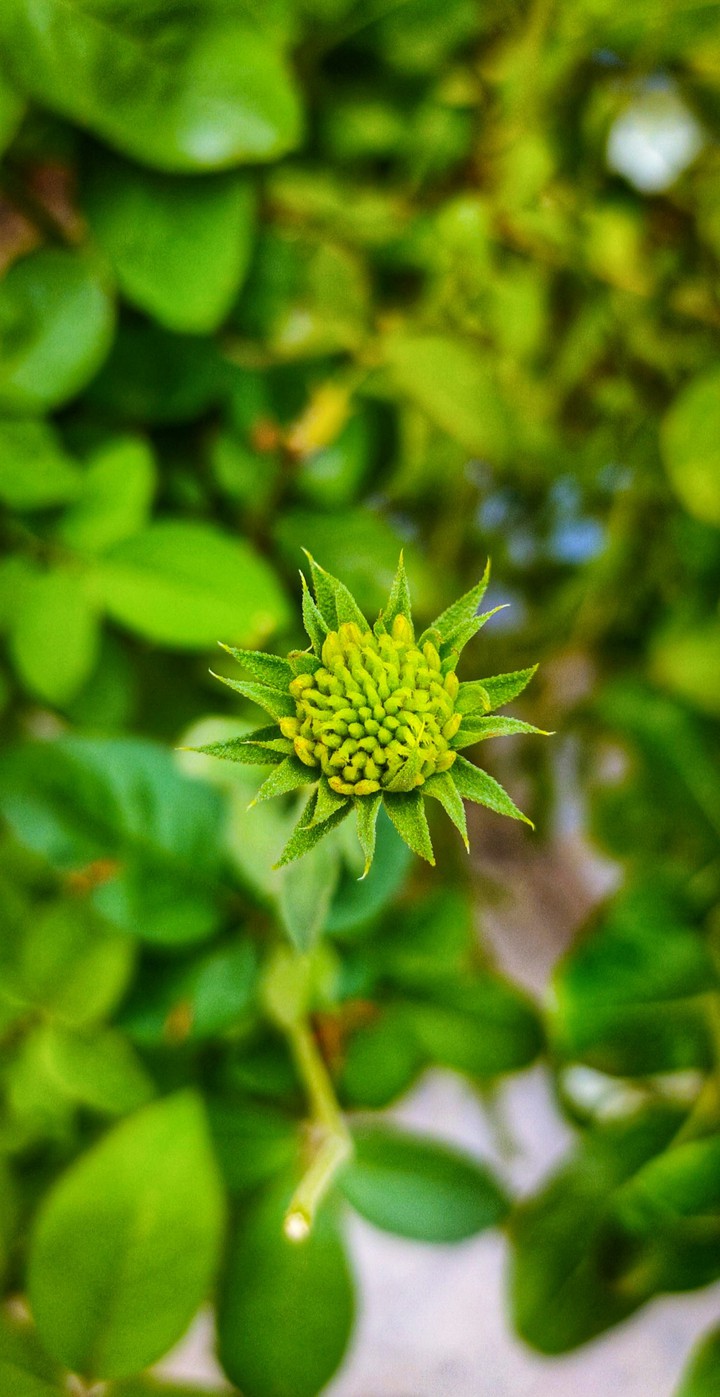bloom