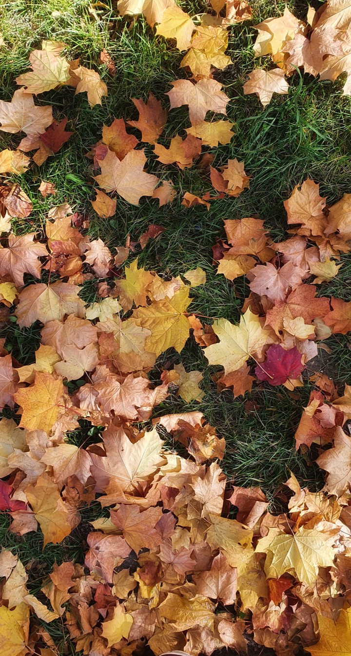 leaves
