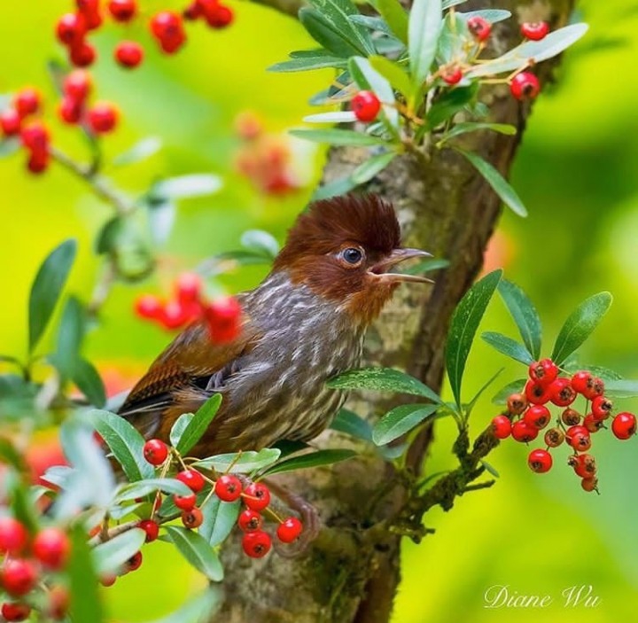 Bird