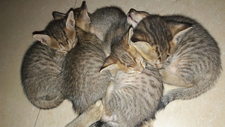 kitten lovers