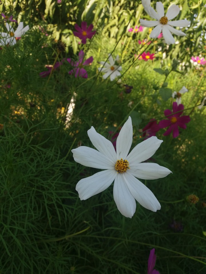 flowers
