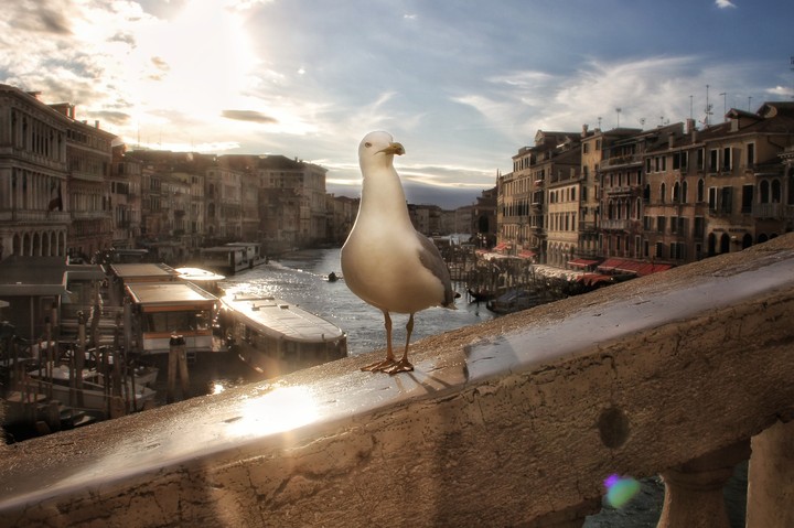 A seagull in Venice