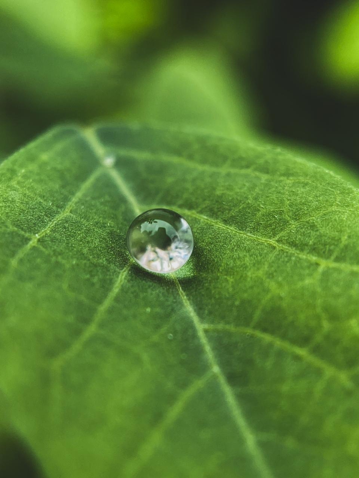 leaf