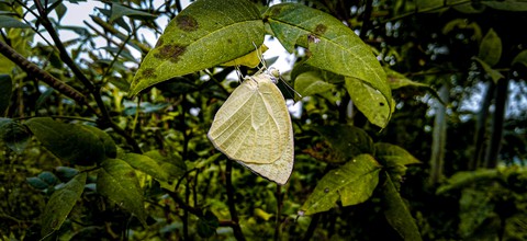 butterfly, plant Hintergrundbilder