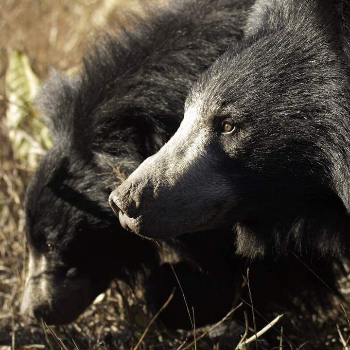 bears