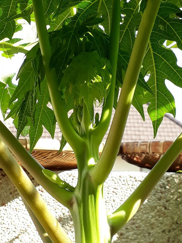 Papaya leaf 木瓜葉