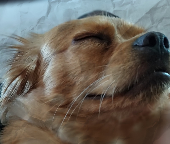 puppy paper
