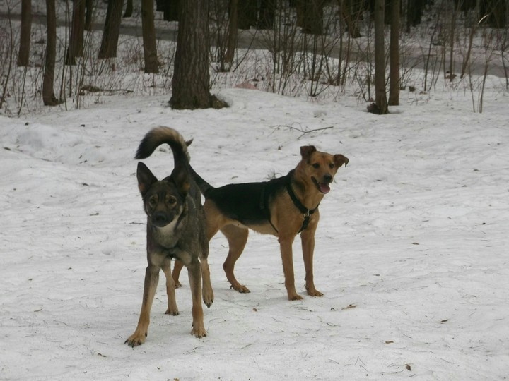 dogs