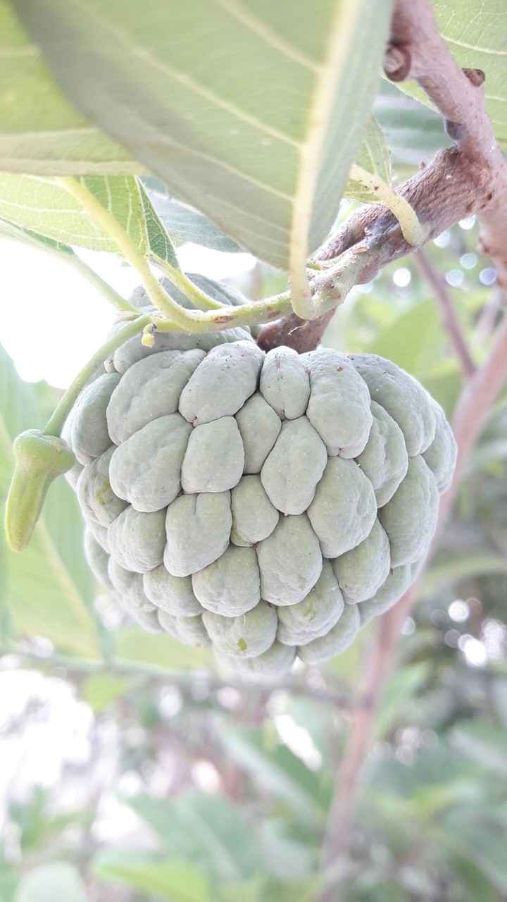 Fruit