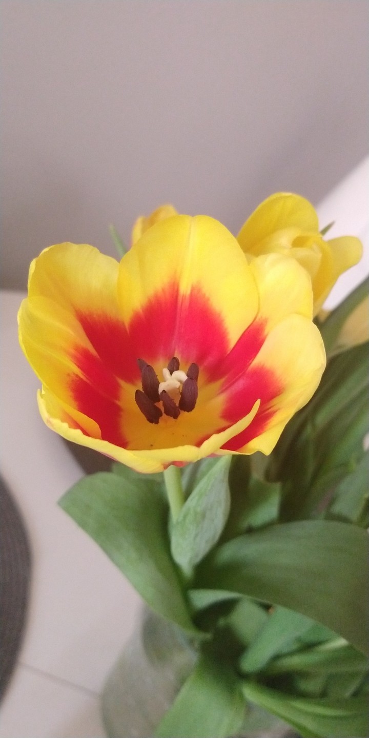 tulipan