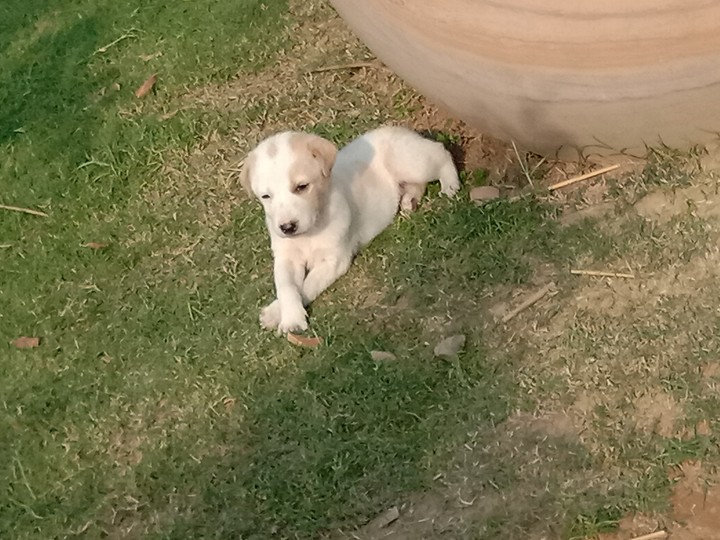 cute pupy