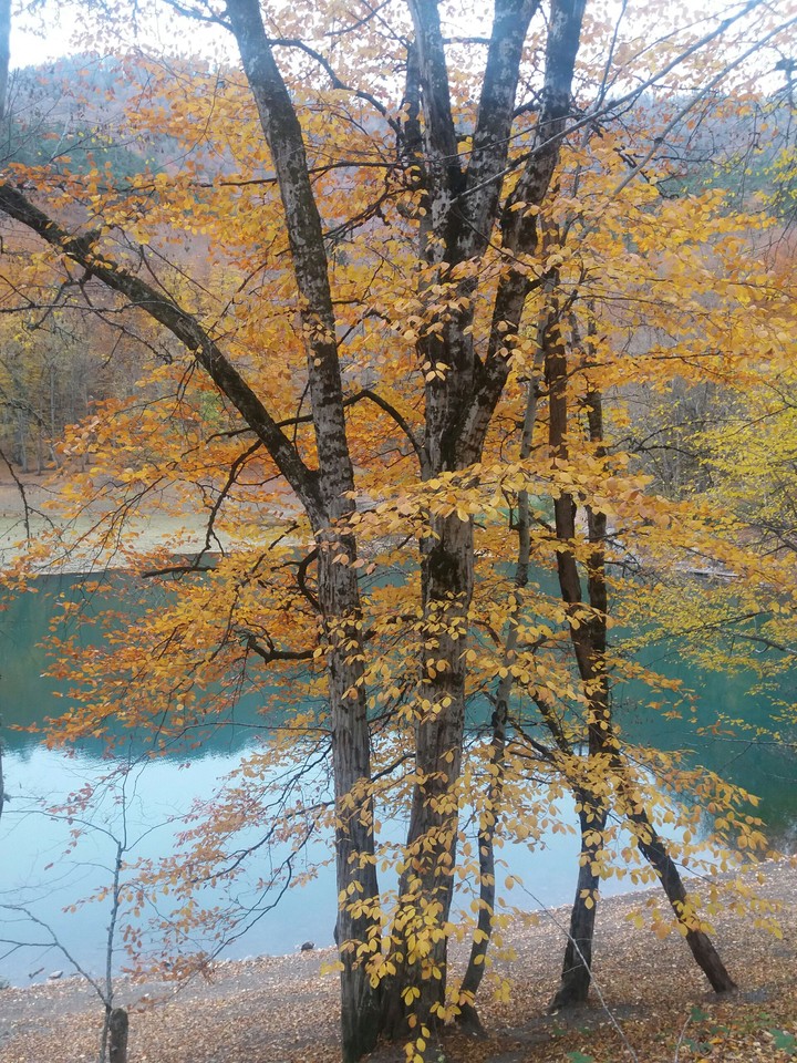 Fall