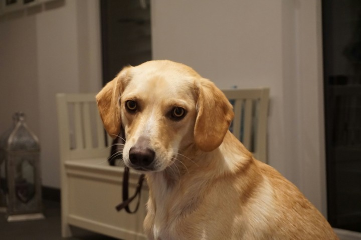 dog