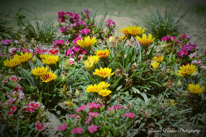 colours of life