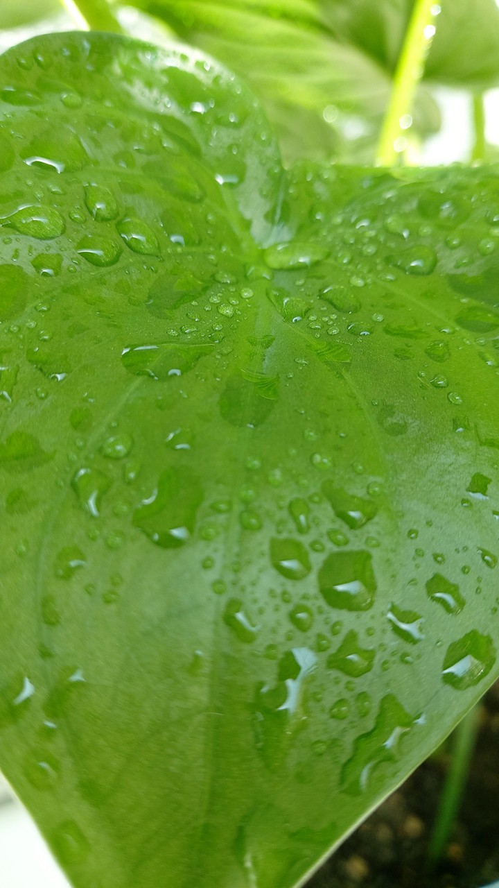 몬스테라 화분