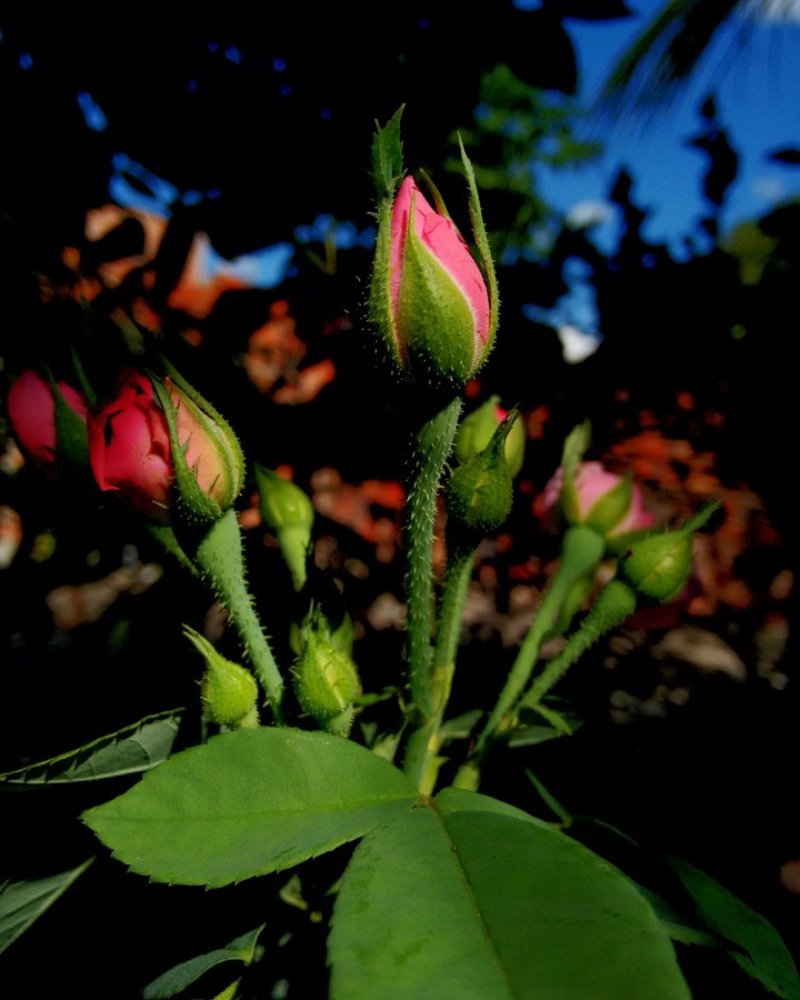 flowers
