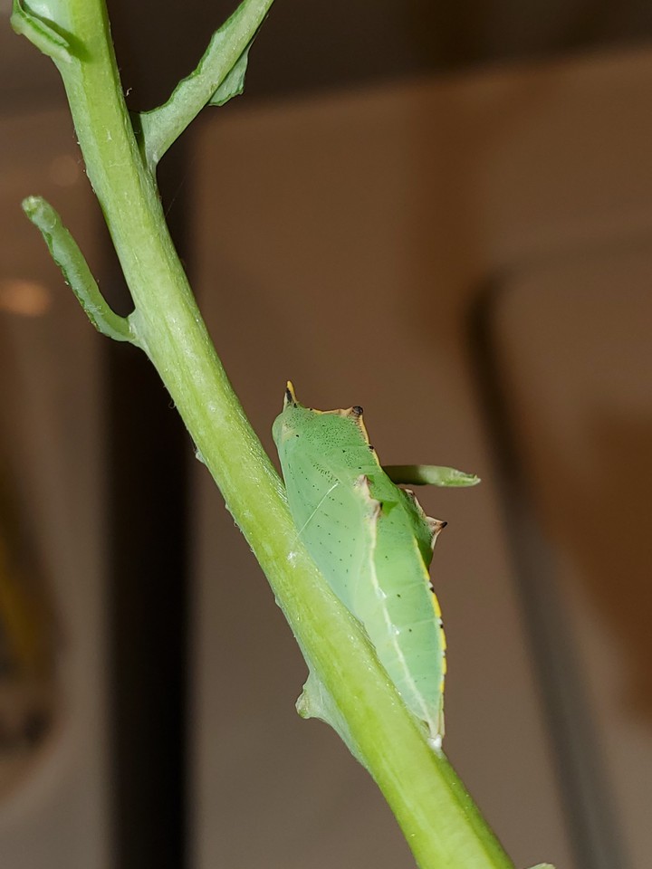 cabbage white chrysalis