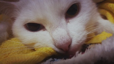 wallpaper eye, snout