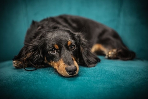 dog, puppy wallpapers
