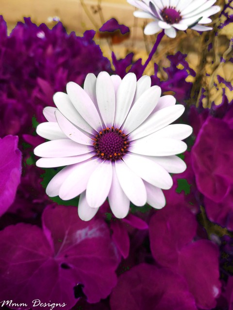 mocca flower