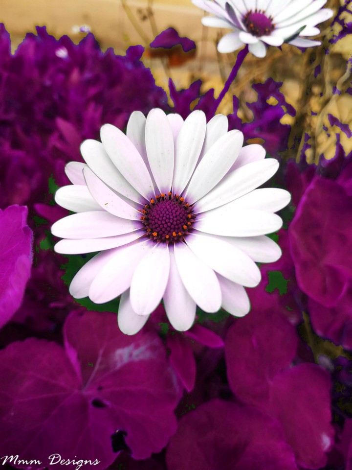 mocca flower