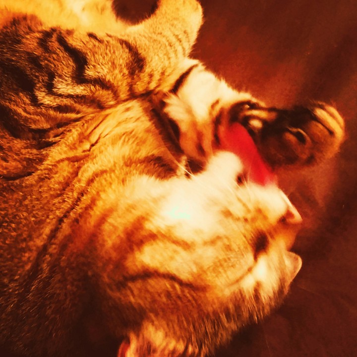 Cat Bath