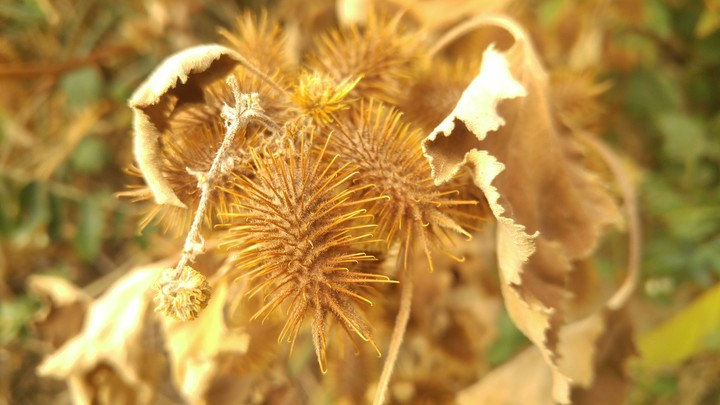 Golden dry plant