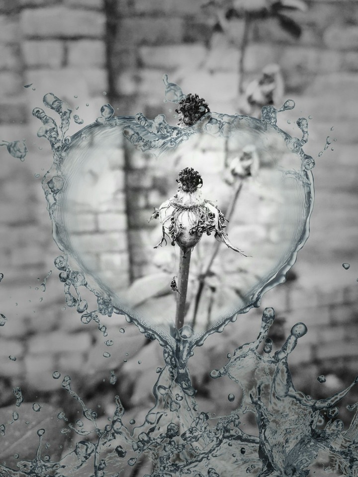 Dull Flora 2