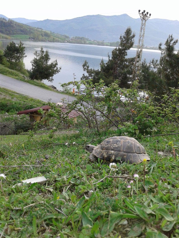 Doğa