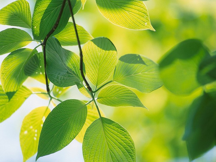 leaves