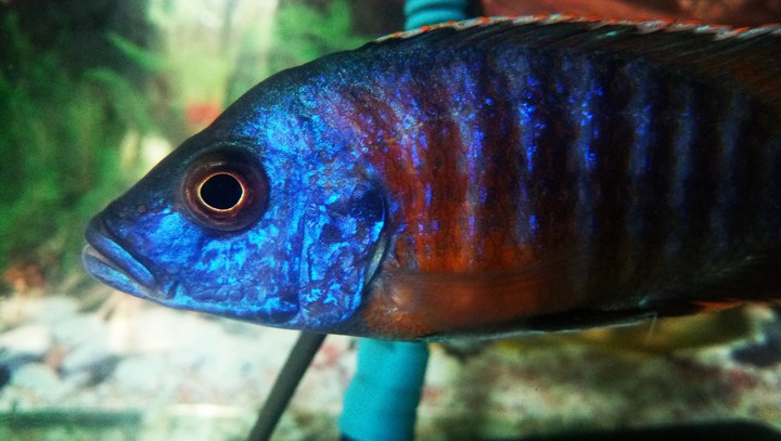 Beautiful Fish...
