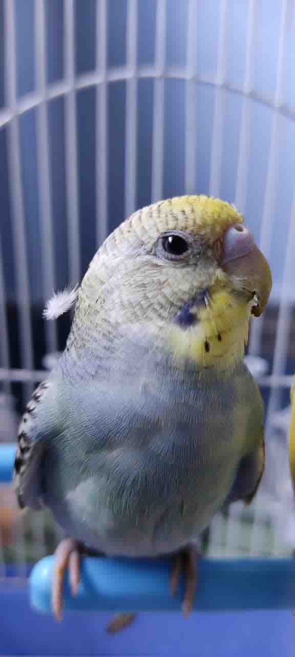 Love this Lovebird